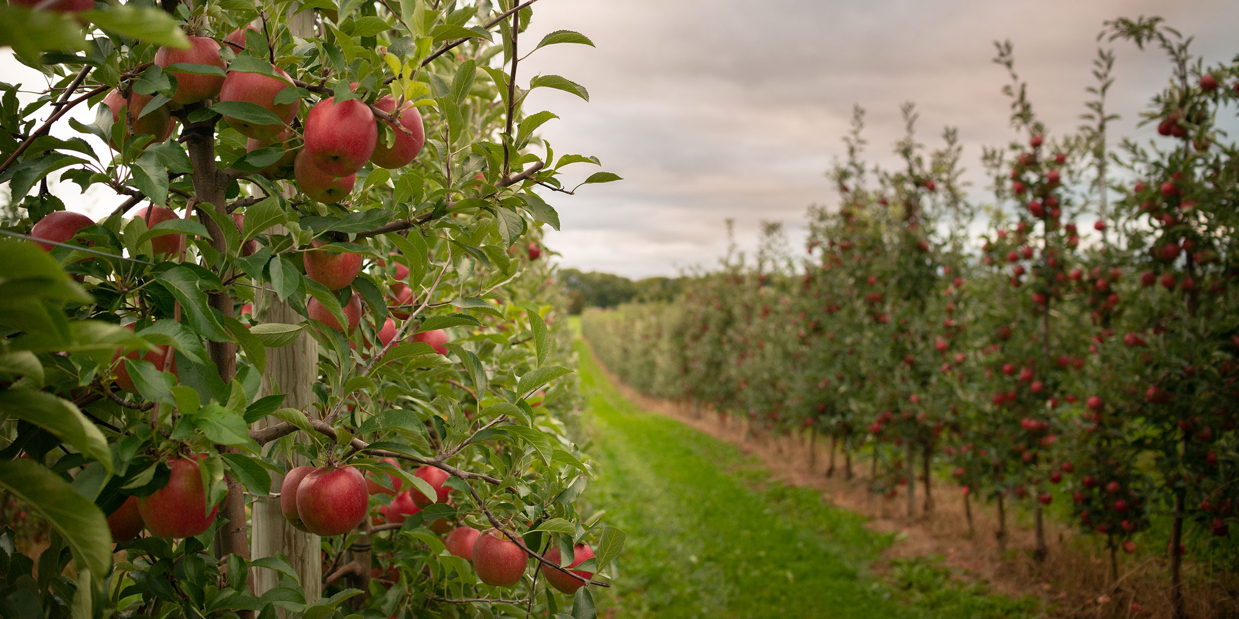 Living the promise of locally grown, flavor packed fruit - United Apple